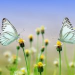 Schmetterlinge - Waas ein Flügelschlag wohl bewirken kann?