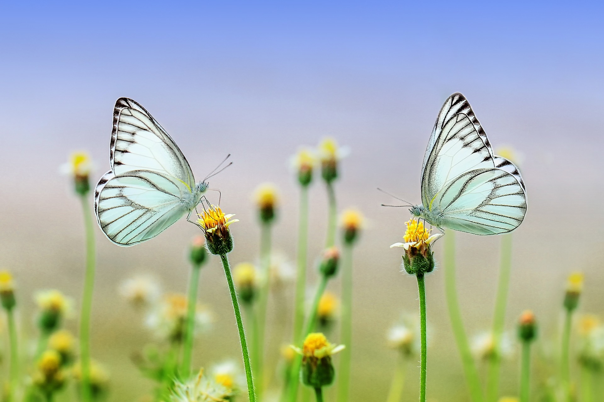 Schmetterlinge - Waas ein Flügelschlag wohl bewirken kann?