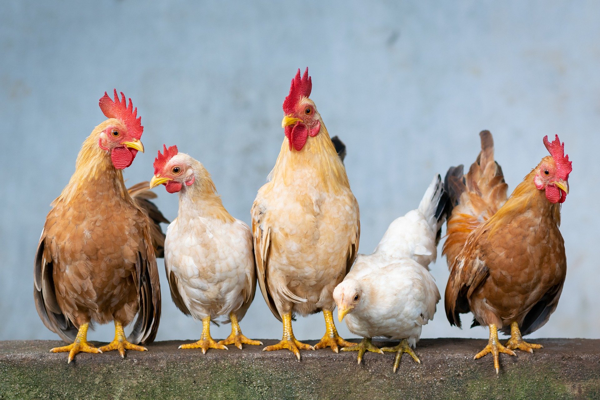Hühner - Ideenfindung in der Retro muss nicht wie beim blinden Huhn laufen, das auch mal ein Korn findet